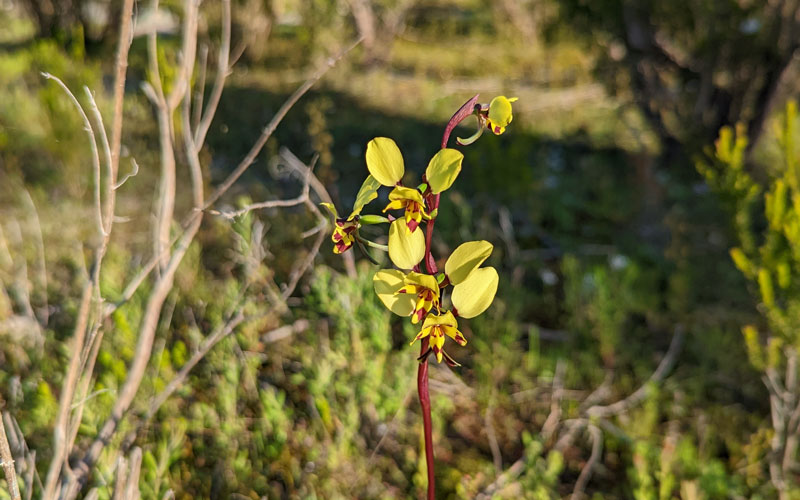 Native vegetation removal assessments and approvals (various)