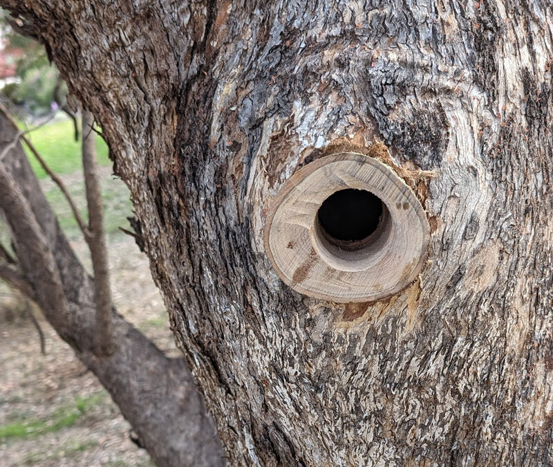 2024 Nest Box Program