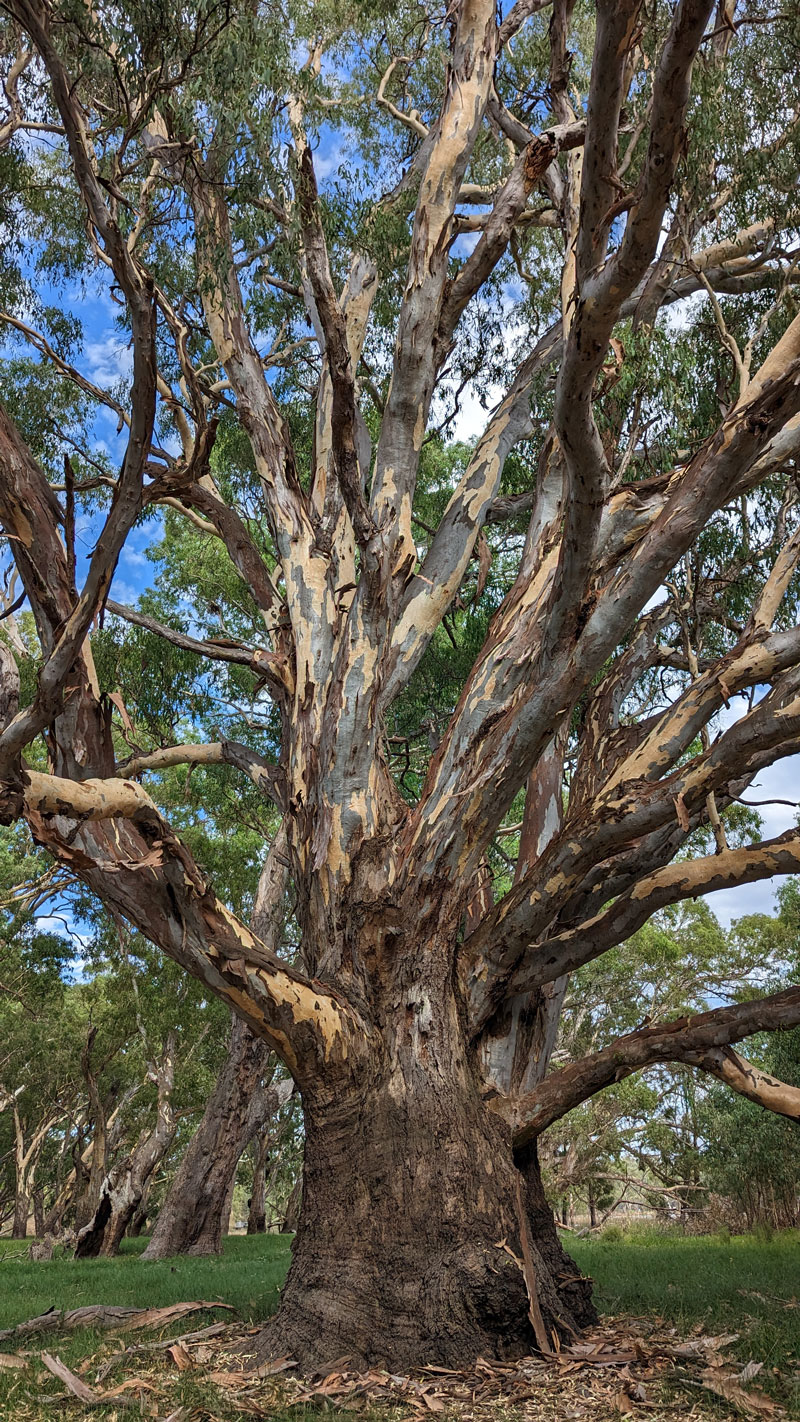 River-Red-Gum