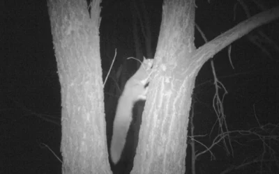 Albury – Wodonga Threatened Species Monitoring
