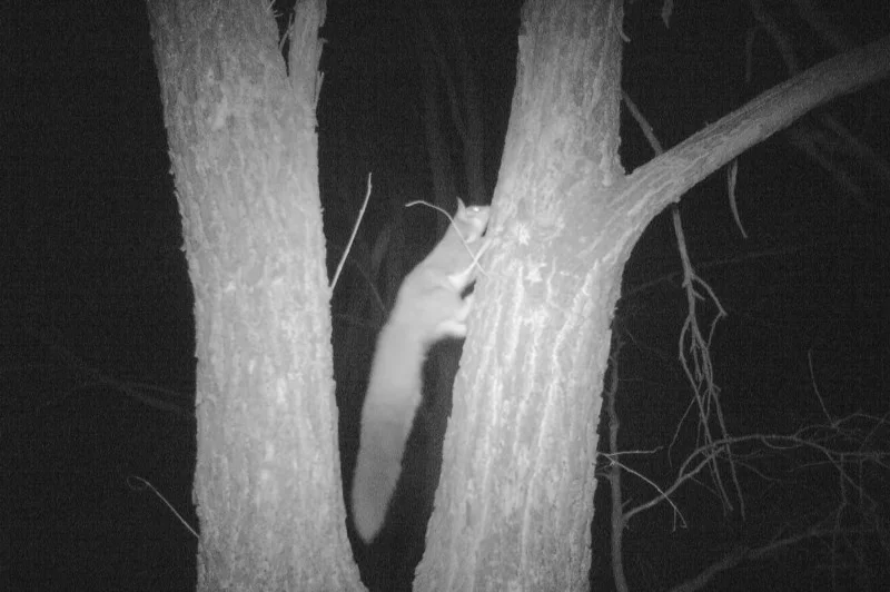 Albury – Wodonga Threatened Species Monitoring