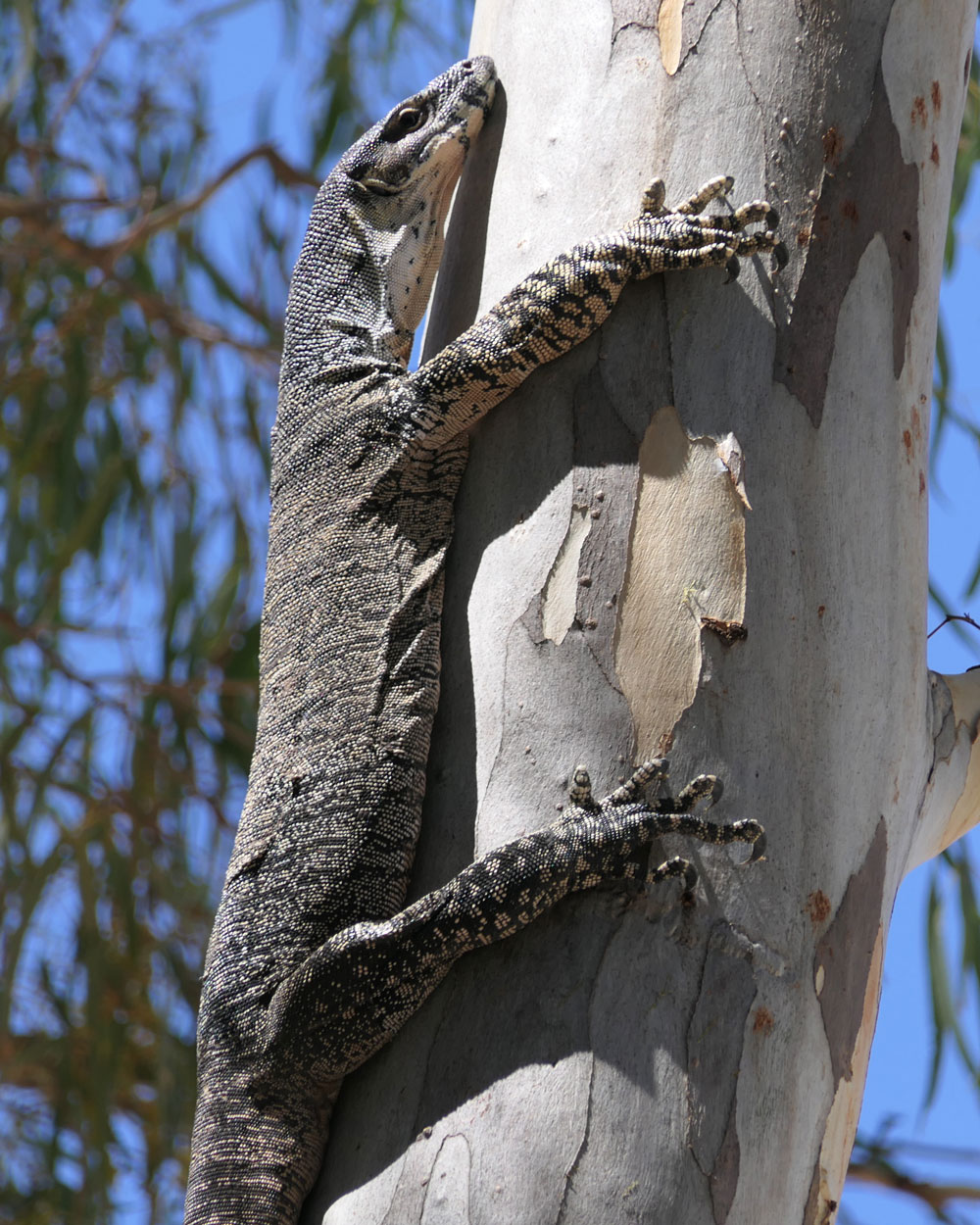 lace_monitor