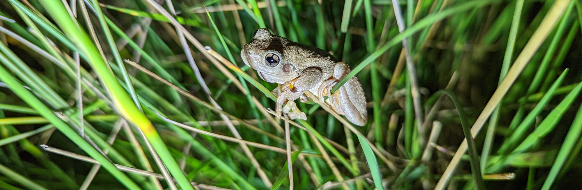 perons_tree_frog