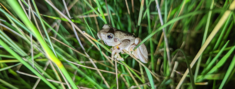 Threatened Species Tests of Significance – Private Land