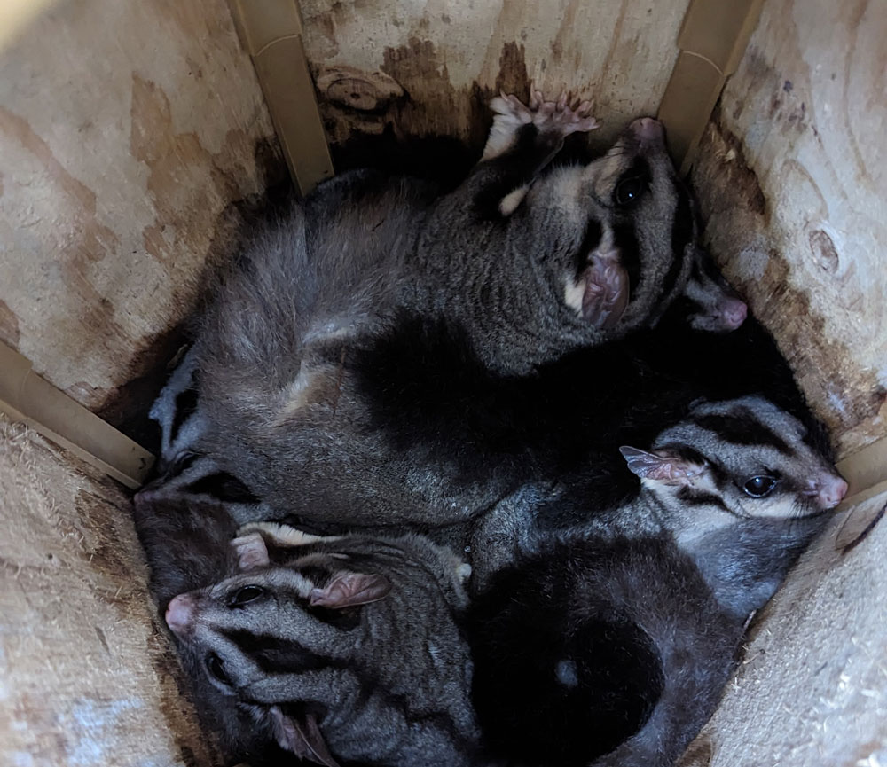 squirrel_gliders